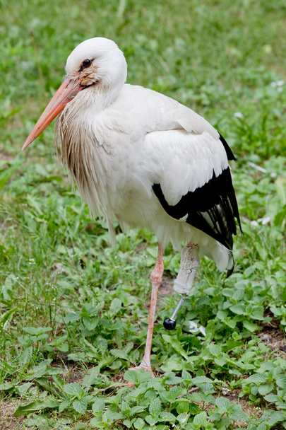 Stork. - Photo, Image
