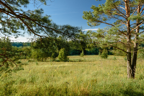 summer landscape, green fields on the background of forest and sky - Fotografie, Obrázek
