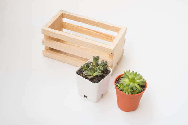  little Succulents plant  pot outside wooden cage - 写真・画像