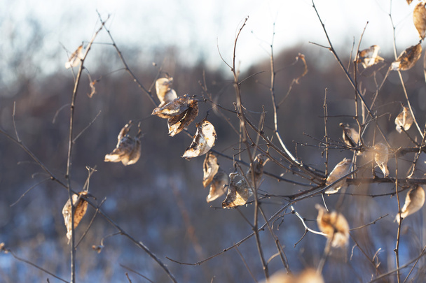 winter nature, withered bush - Фото, изображение