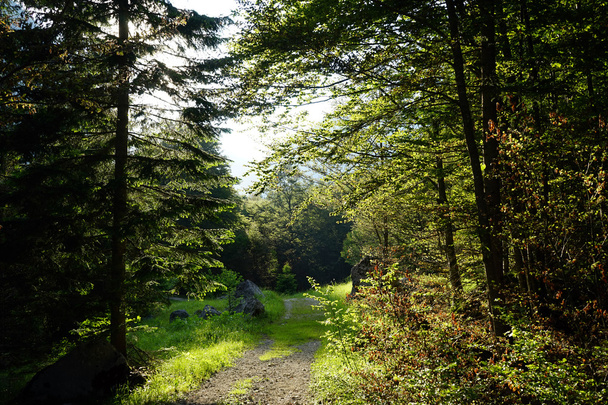 Track in the forest - Foto, immagini