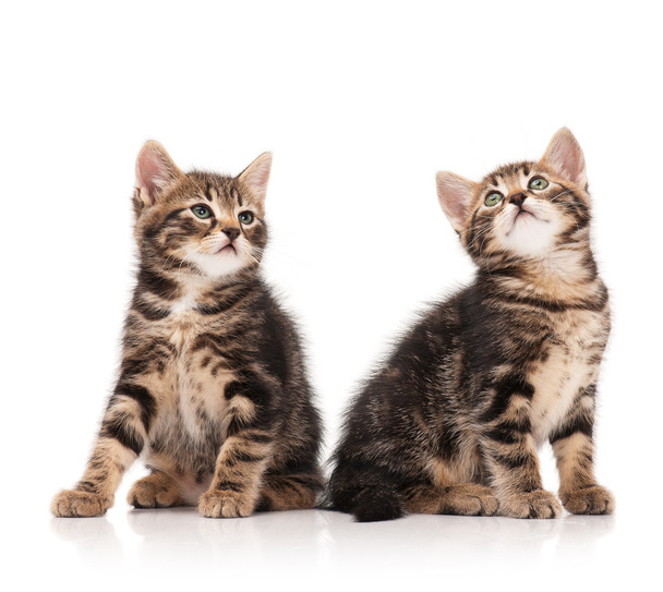Cute little kittens - Foto, imagen