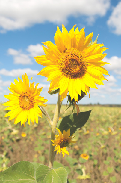 Blumen einer Sonnenblume auf einem Hintergrund von Feld und Himmel - Foto, Bild