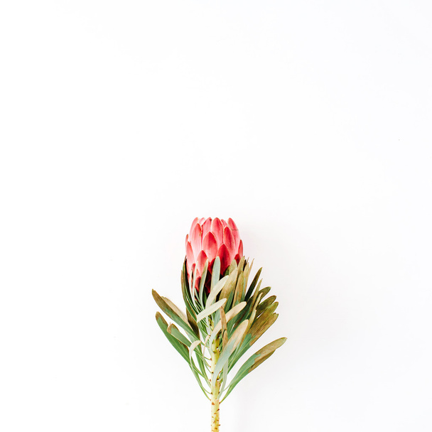 Blooming proteus flower - Valokuva, kuva