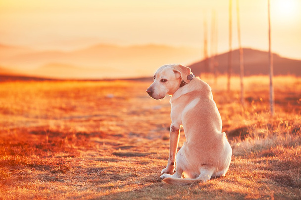 Dog at the sunset - Φωτογραφία, εικόνα
