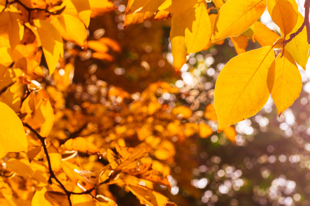 bright autumn leaves - 写真・画像