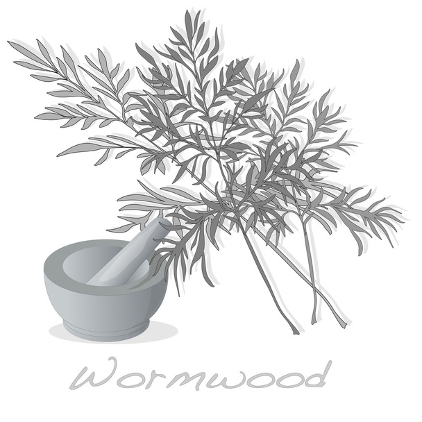 Wormwood Medical Herb. Vector. - Vector, Image