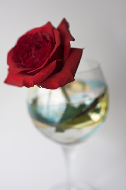 Red rose - Фото, изображение