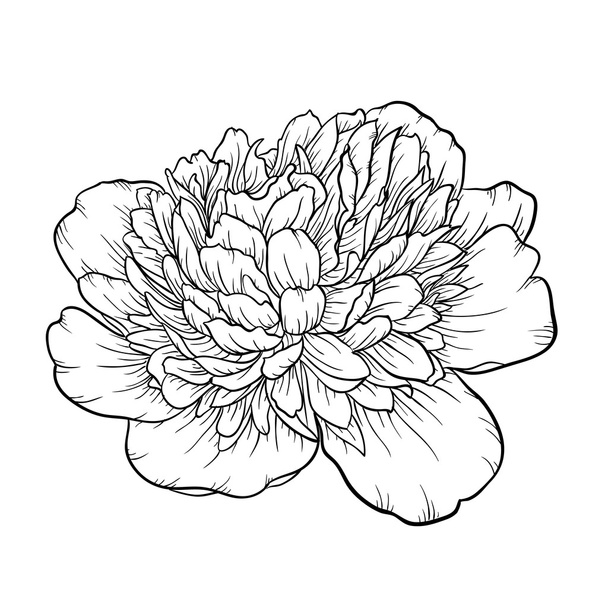 black and white peony isolated on background. - Vector, Image