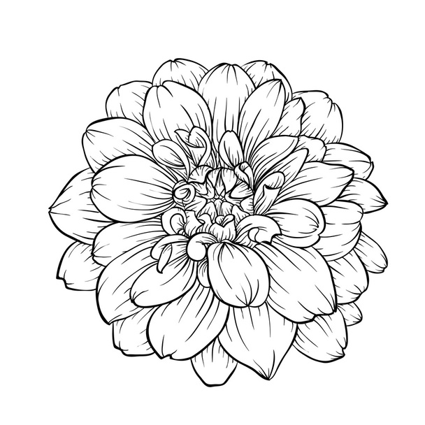 czarno-biały kwiat Dahlia na tle. - Wektor, obraz