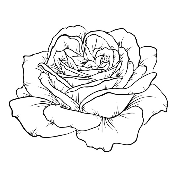 μαύρο και άσπρο τριαντάφυλλο απομονώθηκε σε λευκό φόντο. - Διάνυσμα, εικόνα