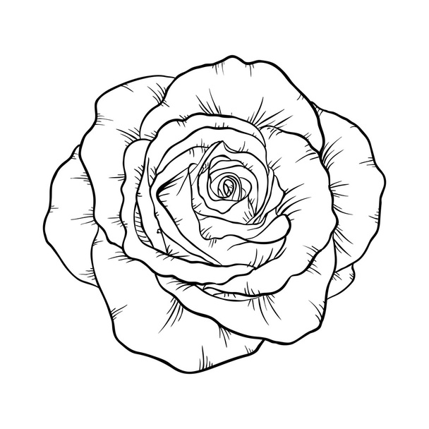 black and white rose isolated on white background. - Wektor, obraz