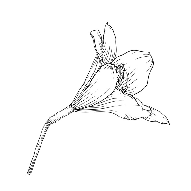 schwarze und weiße Lilie isoliert auf weißem Hintergrund. - Vektor, Bild