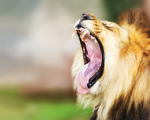 Αφρικανικό λιοντάρι με το στόμα ανοιχτό - Φωτογραφία, εικόνα