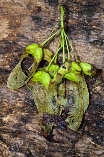 весняне листя
 - Фото, зображення