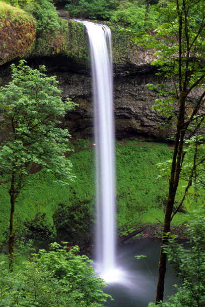 Oregano-Wasserfall - Foto, Bild