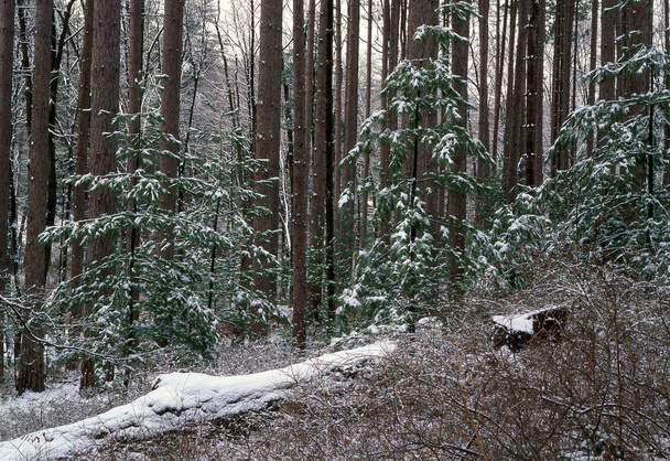 çam ormanı içinde kar - Fotoğraf, Görsel