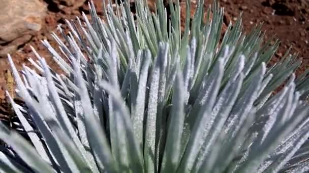 Ebdangered plant silversword - Footage, Video