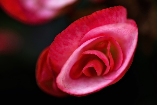 Closeup on a Begonia Eliator - Photo, Image