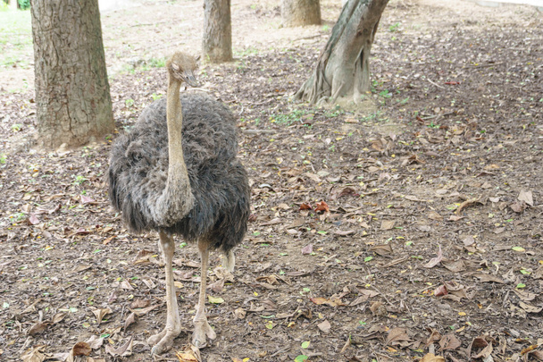 Aves del Emu australiano
 - Foto, imagen
