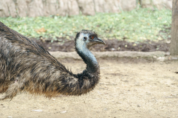 Australische Emu vogel - Foto, afbeelding