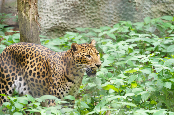 leopardi eläintarhassa - Valokuva, kuva