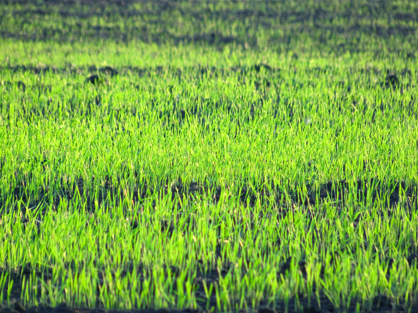 Grama verde prado verão
 - Foto, Imagem