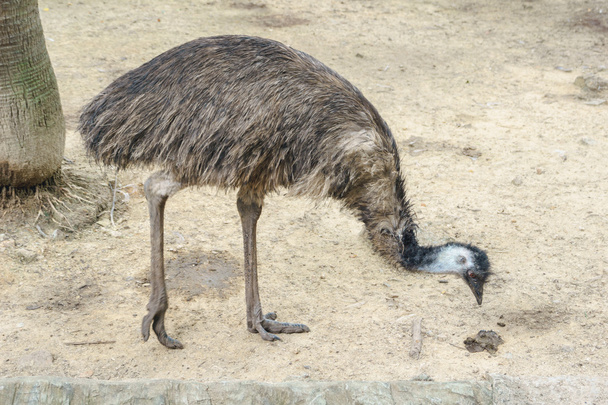 Australian Emu bird - Фото, изображение