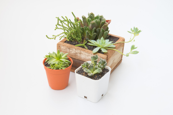 Variété de petites plantes succulentes en pot en bois
 - Photo, image
