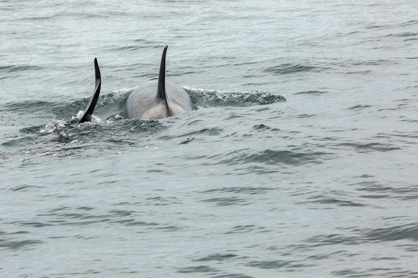 Un par de ballenas asesinas en el Océano Pacífico. Zona de aguas cerca de la península de Kamchatka
. - Foto, Imagen