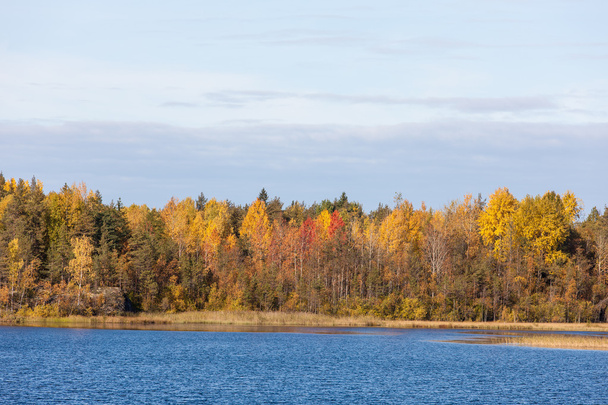 Sonbahar orman göl kıyısı - Fotoğraf, Görsel