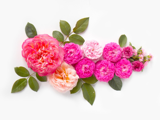 Beautiful English rose flower on white background - Foto, Bild