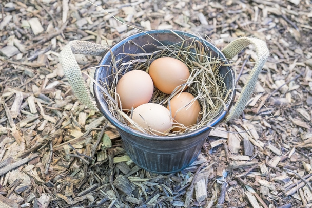 Ämpäri sisältää ruskeita munia
 - Valokuva, kuva