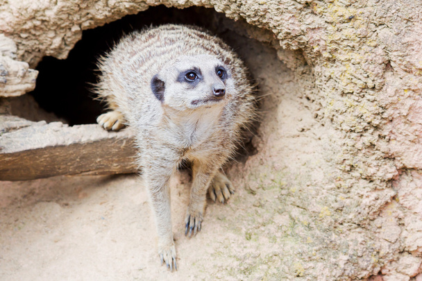 meerkat tegenover een den - Foto, afbeelding