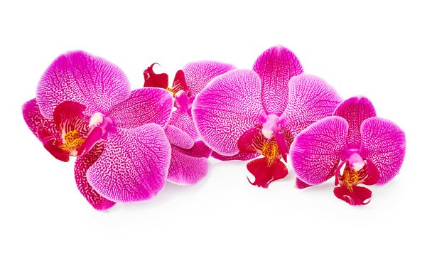 fialové květy orchidejí  - Fotografie, Obrázek