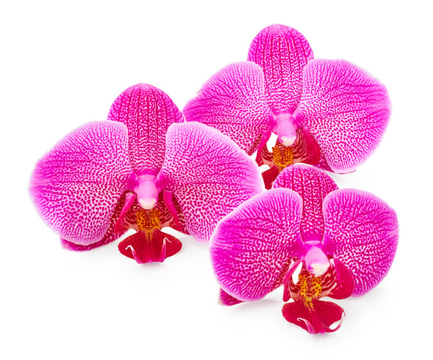 Flores de orquídeas roxas
  - Foto, Imagem