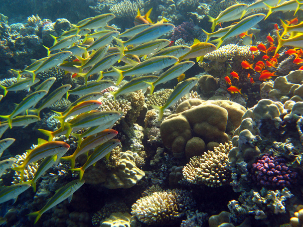 κοπάδι των goatfishes υπό τον κοραλλιογενή ύφαλο στην Ερυθρά θάλασσα - Φωτογραφία, εικόνα