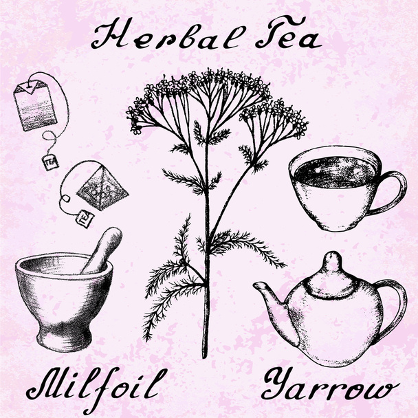 Yarrow Achillea millefolium hand drawn sketch botanical illustration - Vector, Image