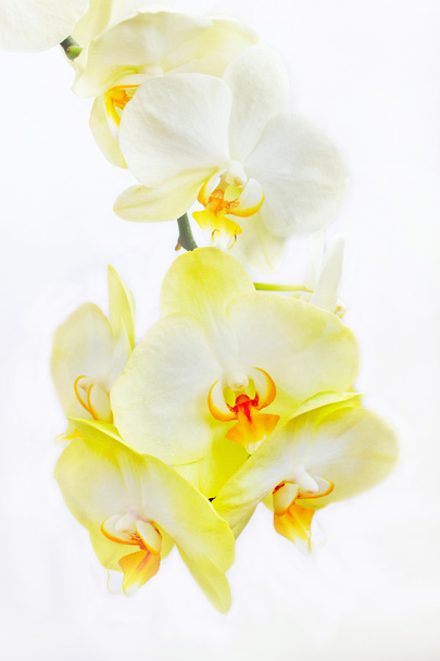 white flowers of orchid on the white background - Fotografie, Obrázek