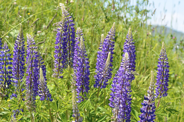 Flores lupin azul
 - Foto, Imagem