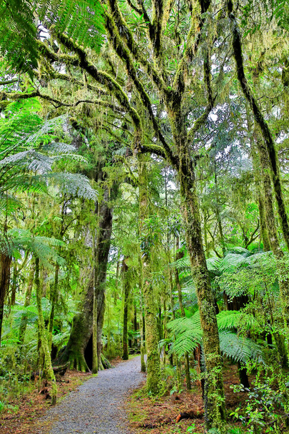 Nový Zéland deštný prales v Westland National Park - Fotografie, Obrázek