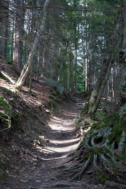 Footpath in the forest - Fotoğraf, Görsel