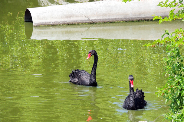 Schwarzer Schwan auf einem Teich - Foto, Bild