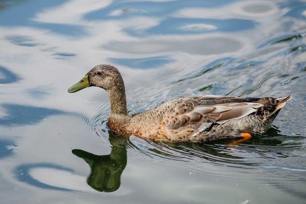 grey duck on the water - Photo, Image