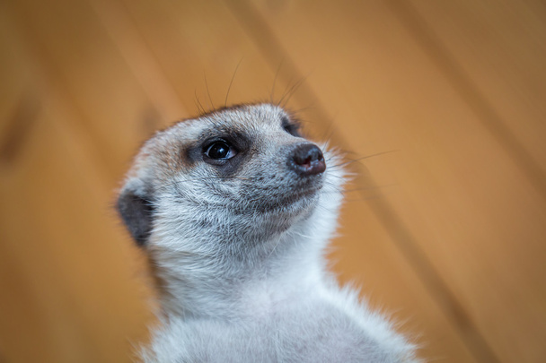 curious meerkat portrait  - Foto, imagen