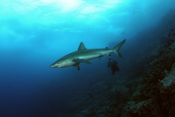 Peligroso gran tiburón buceo safari imagen del mar salvaje
 - Foto, imagen
