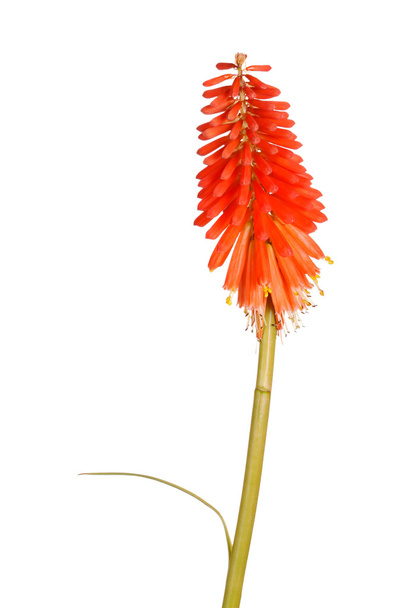 Tige avec des fleurs orange vif de Kniphofia
 - Photo, image