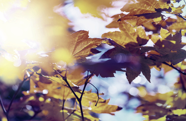 Colorful Autumn Leaves - Photo, Image