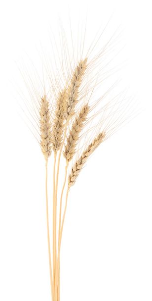 Букет пшениці на білому
. - Фото, зображення