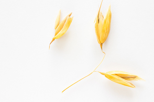 Three grains of oats on a white background - Fotografie, Obrázek